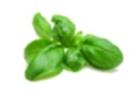 Albahaca Especie