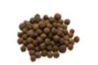 Allspice Especie