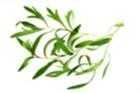 Estragon Especie