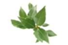 Hojas de Laurel Especie