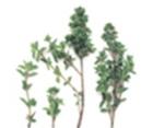 Mejorana Especie