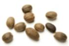 Nuez moscada (Nutmeg) Especie
