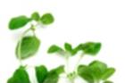 Oregano Especie
