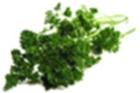 Perejil Especie