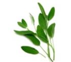 Sage (Salvia) Especie